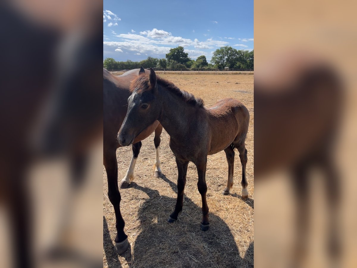 Connemara Stallion  10,2 hh Gray-Dark-Tan in Saint clement de la place