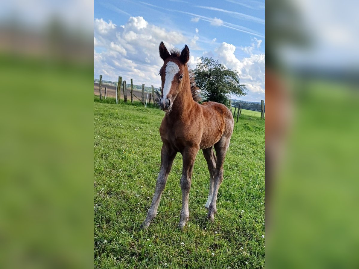 Connemara Stallion Foal (04/2024) 14,1 hh Gray in bastogne