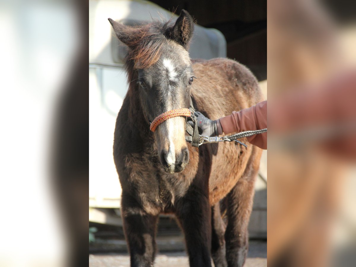 Connemara Mix Stallion Foal (03/2024) 15,2 hh Dun in Mudau