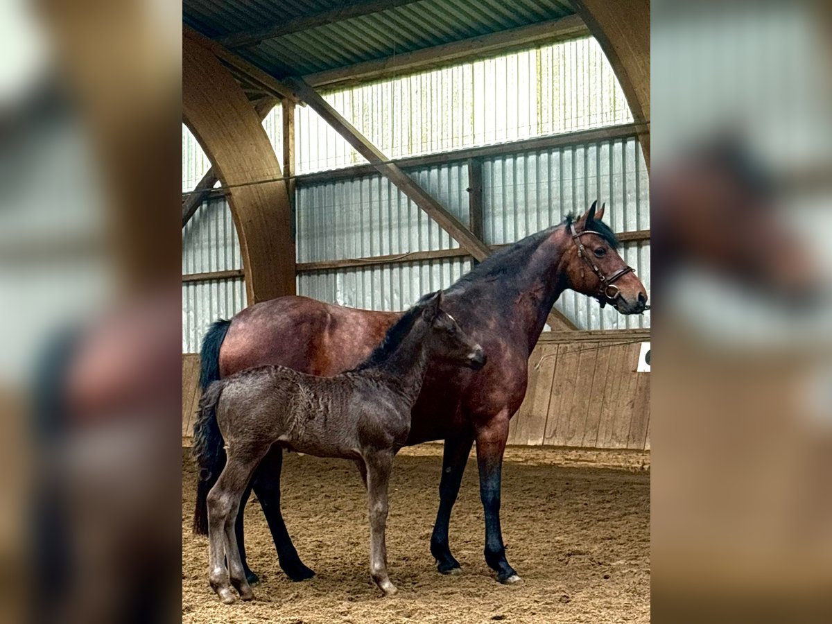 Connemara Stallion  Black in Osdorf