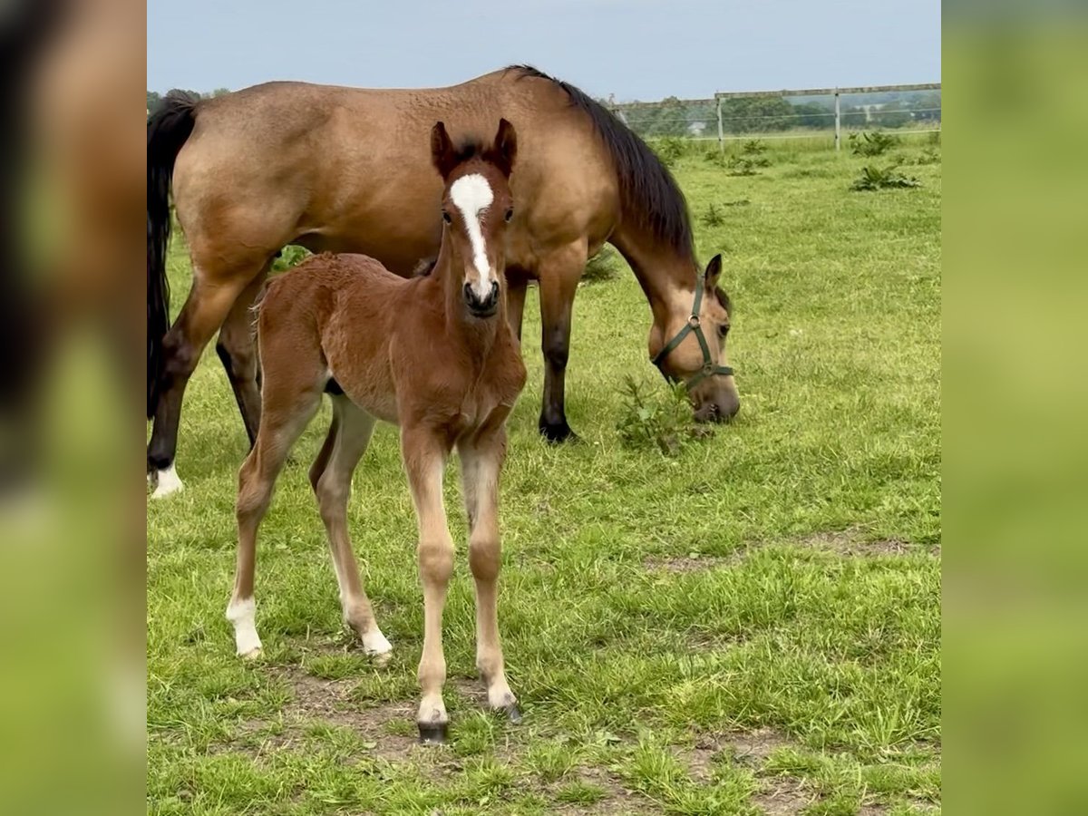 Connemara Stallion Foal (05/2025) Brown-Light in Osdorf