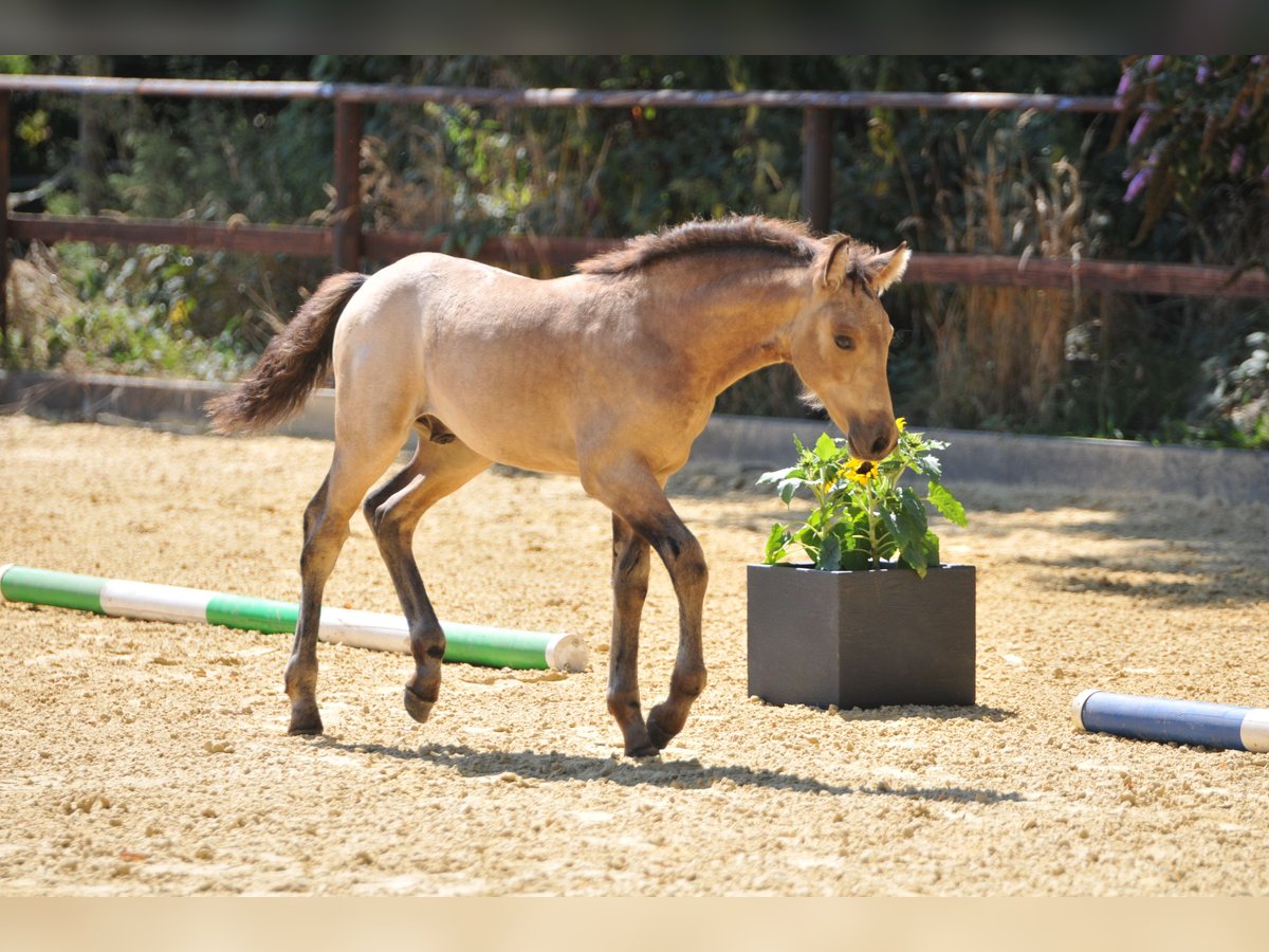 Connemara Stallion Foal (05/2025) Buckskin in Oer-Erkenschwick