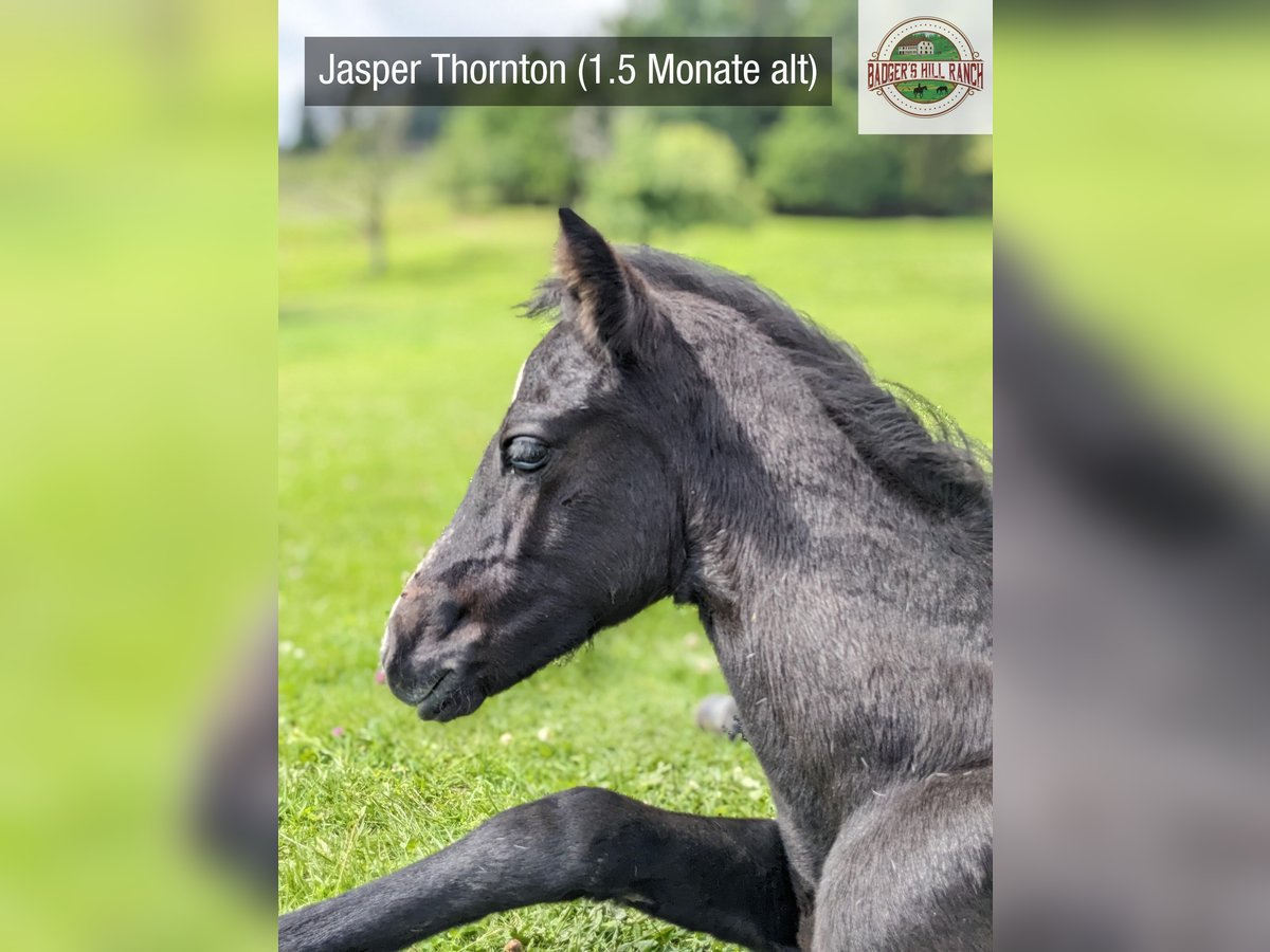 Connemara Stallion Foal (05/2024) Gray in Dachsberg