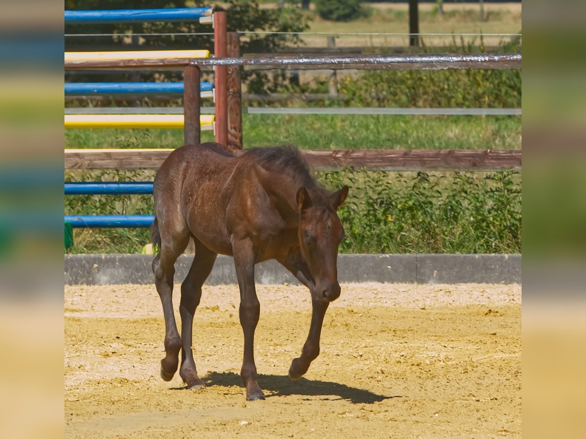Connemara Stallion Foal (06/2025) in Oer-Erkenschwick