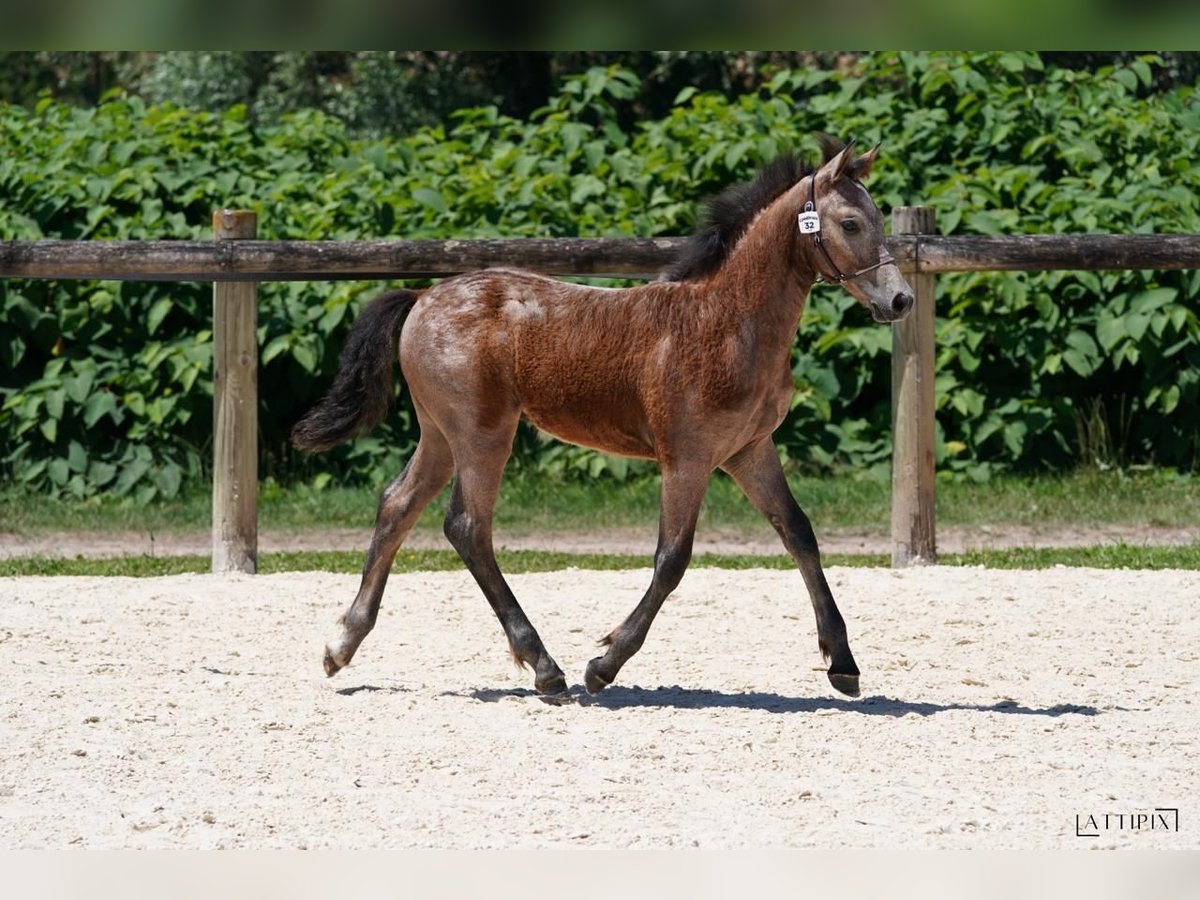 Connemara Stallion Grey in Saint martin d&#x27;estr&#xE9;aux