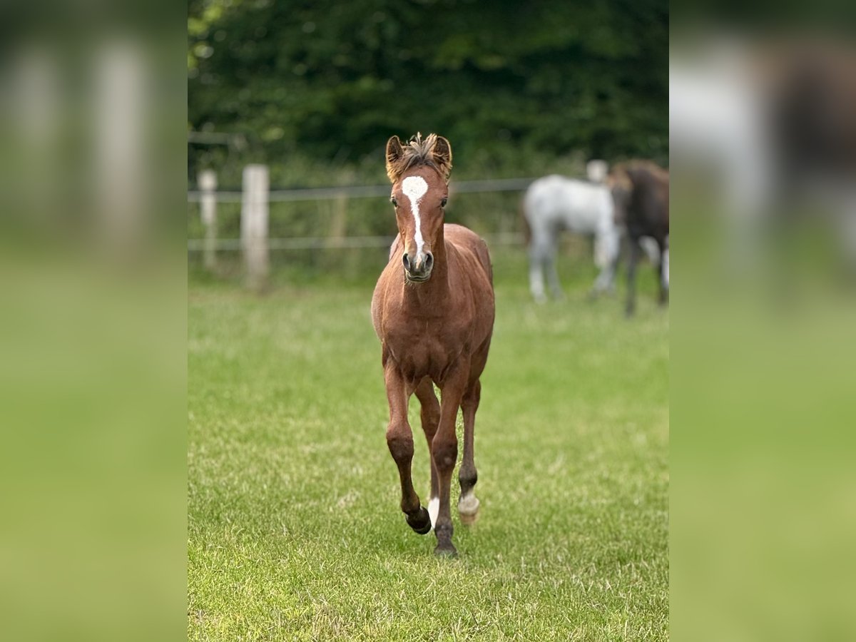 Connemara Stallone Puledri (05/2025) Baio chiaro in Osdorf