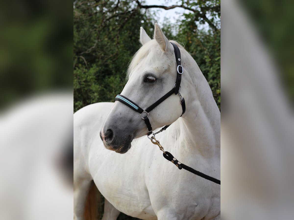 Connemara Sto 14 år 152 cm Grå in Waldshut-Tiengen