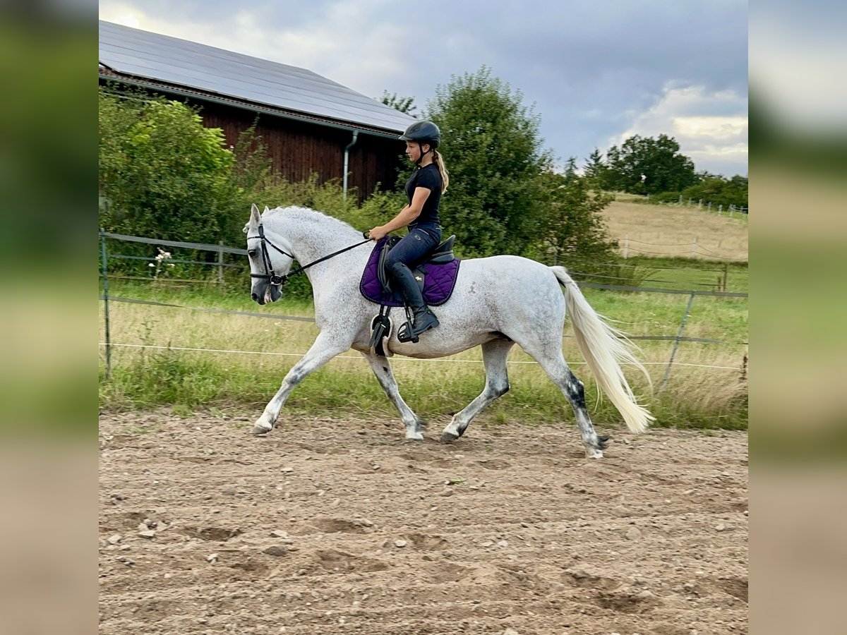 Connemara Sto 15 år 147 cm Grå in Lisberg