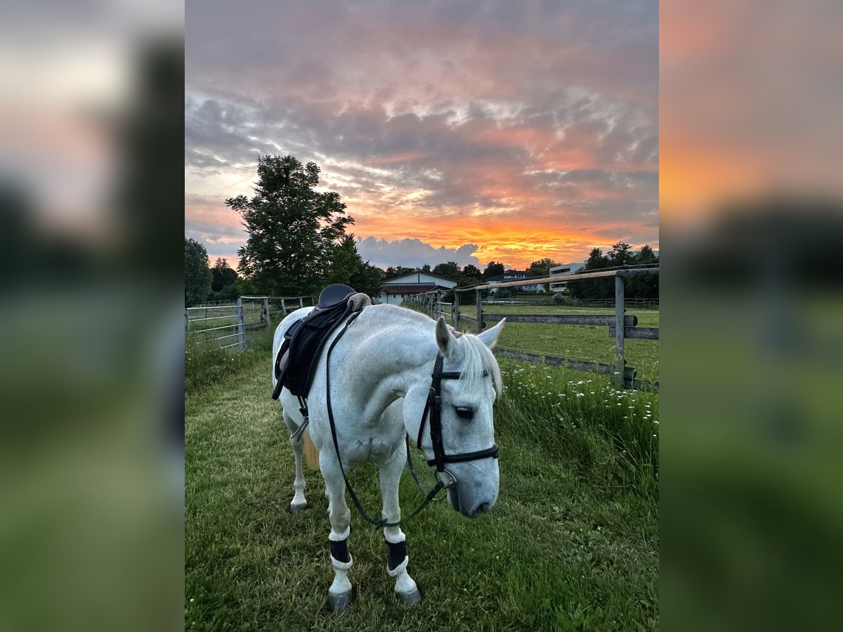 Connemara Sto 8 år 146 cm Grå in Linz