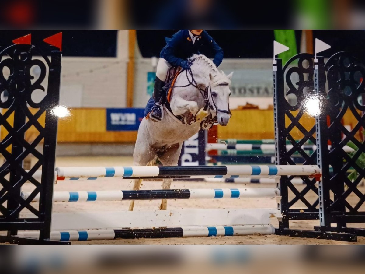 Connemara Stute 11 Jahre 145 cm Schimmel in Wachtendonk