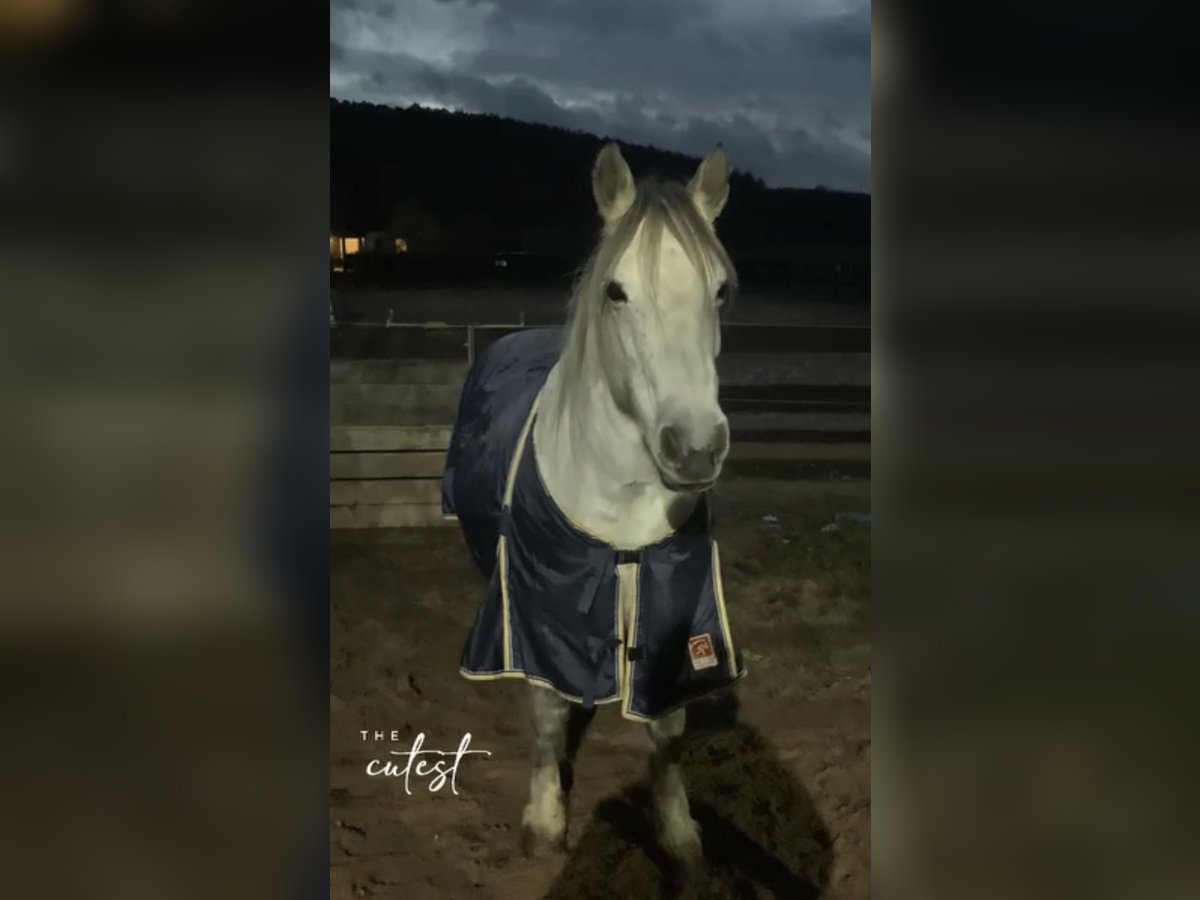 Connemara Stute 12 Jahre 143 cm Apfelschimmel in Karbach