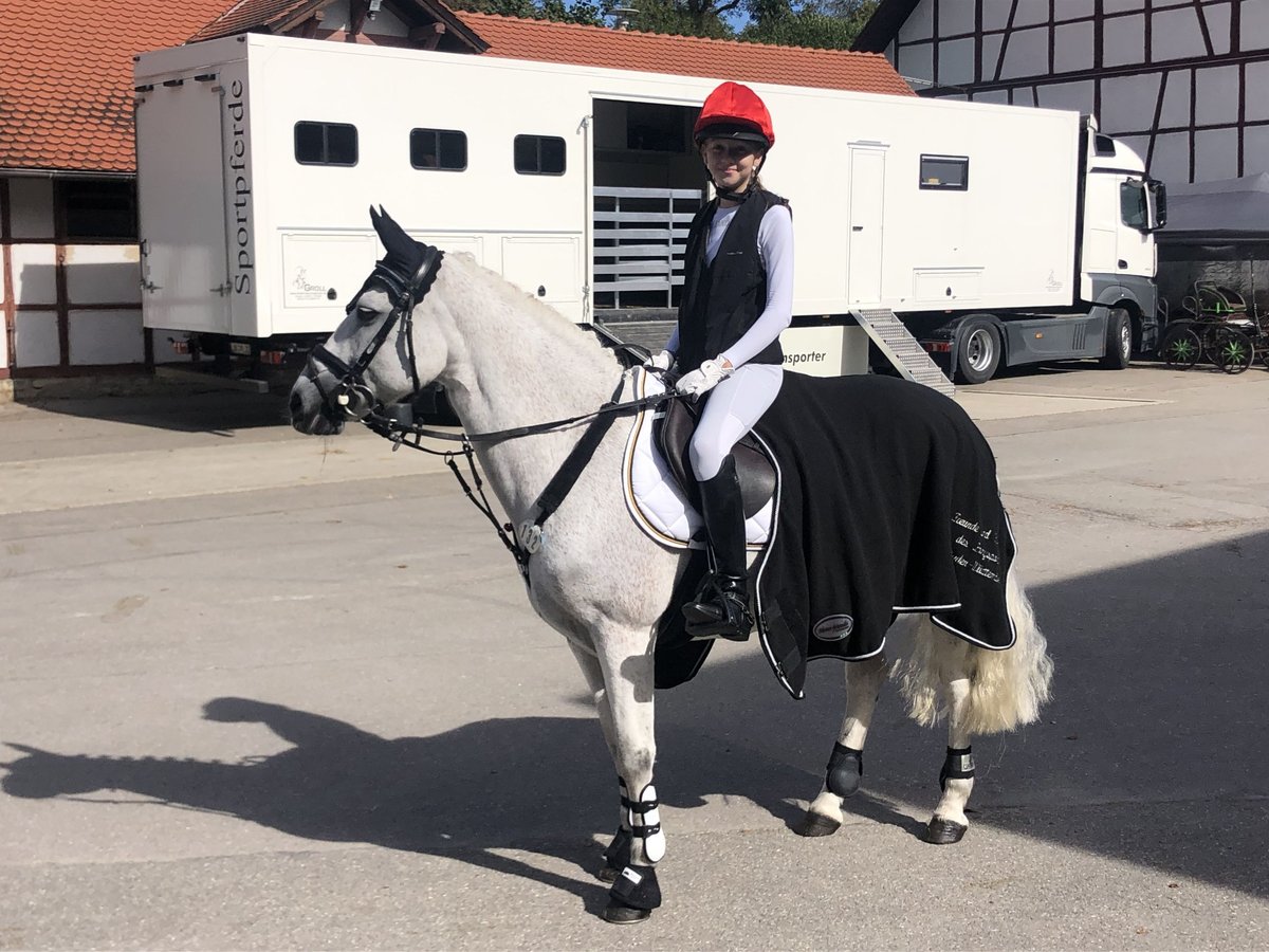 Connemara Stute 12 Jahre 147 cm Fliegenschimmel in Bad Herrenalb