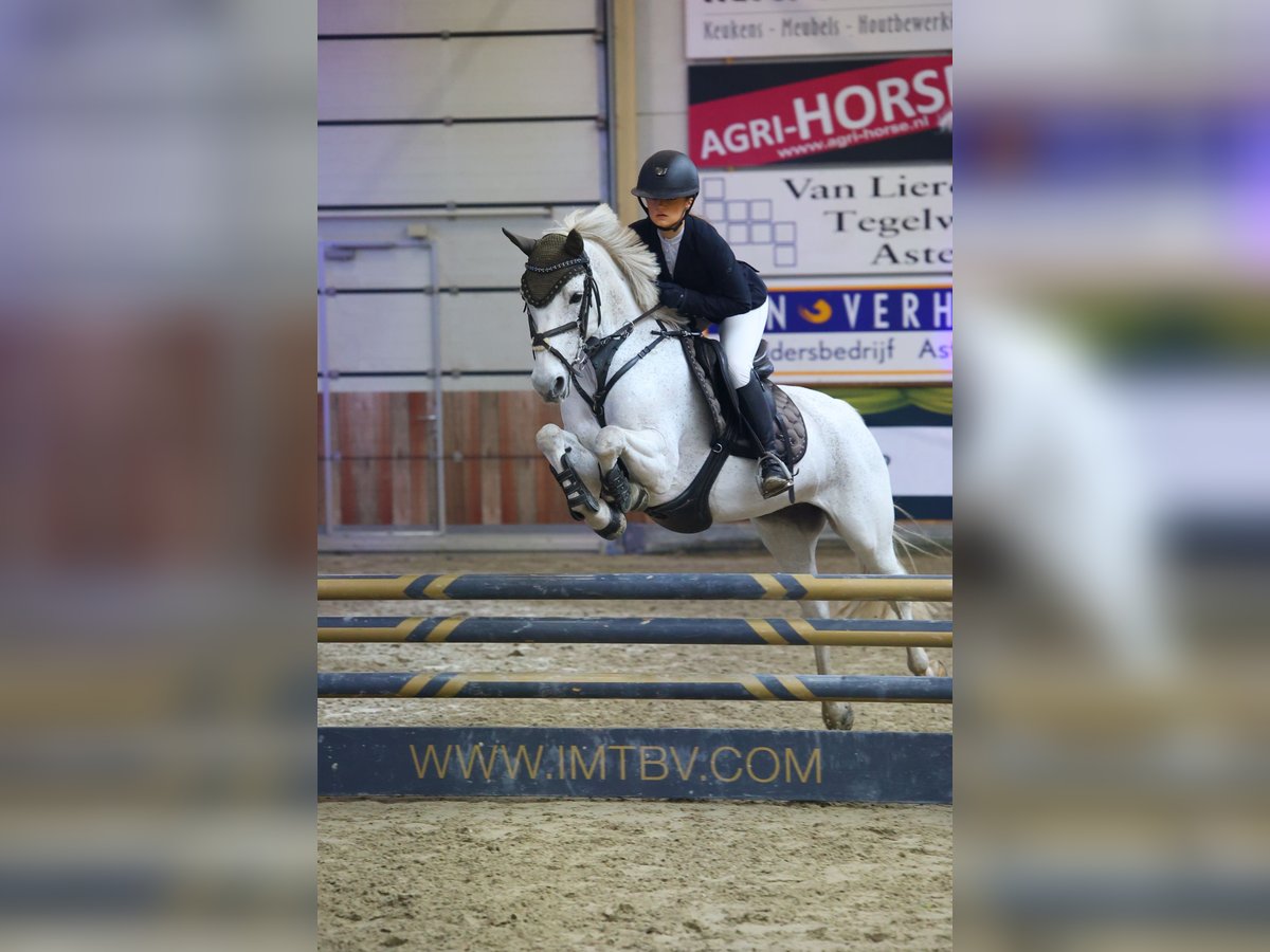 Connemara Stute 12 Jahre 147 cm Schimmel in Lieshout