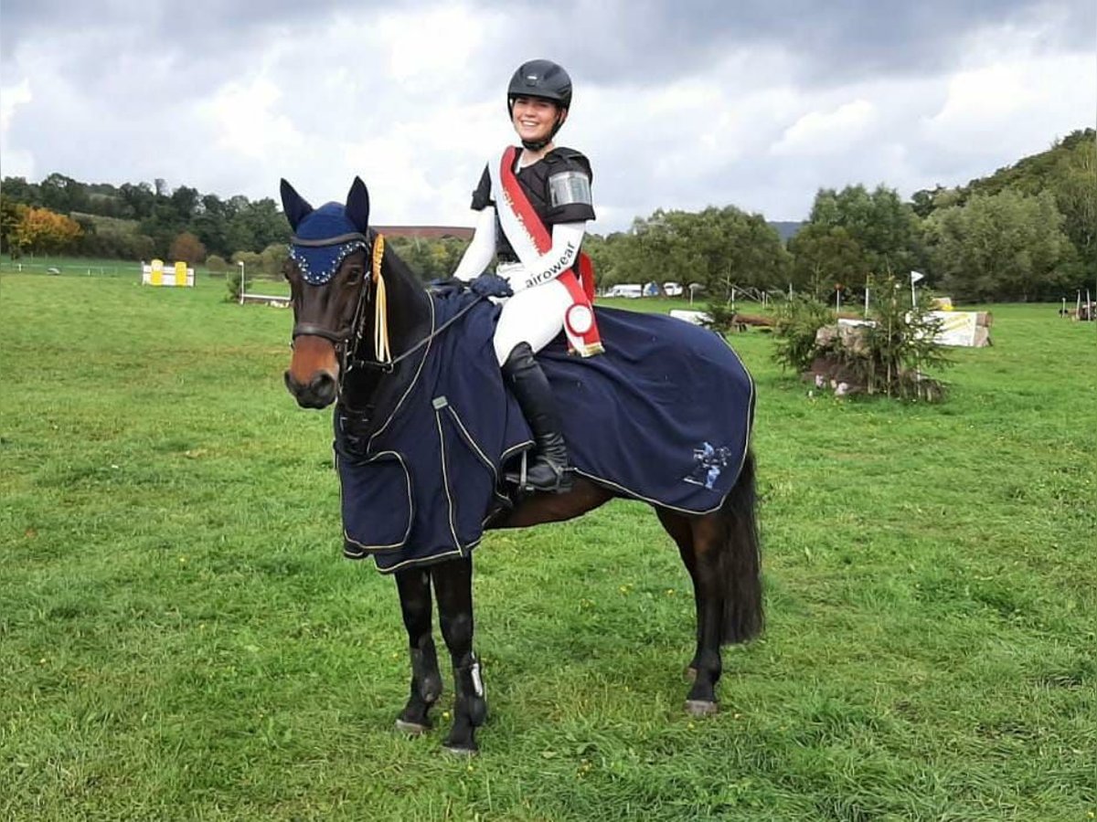 Connemara Stute 12 Jahre 148 cm Dunkelbrauner in Grünberg