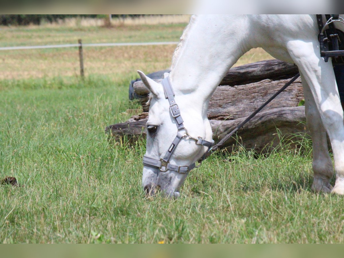 Connemara Mix Stute 13 Jahre 137 cm in Overath