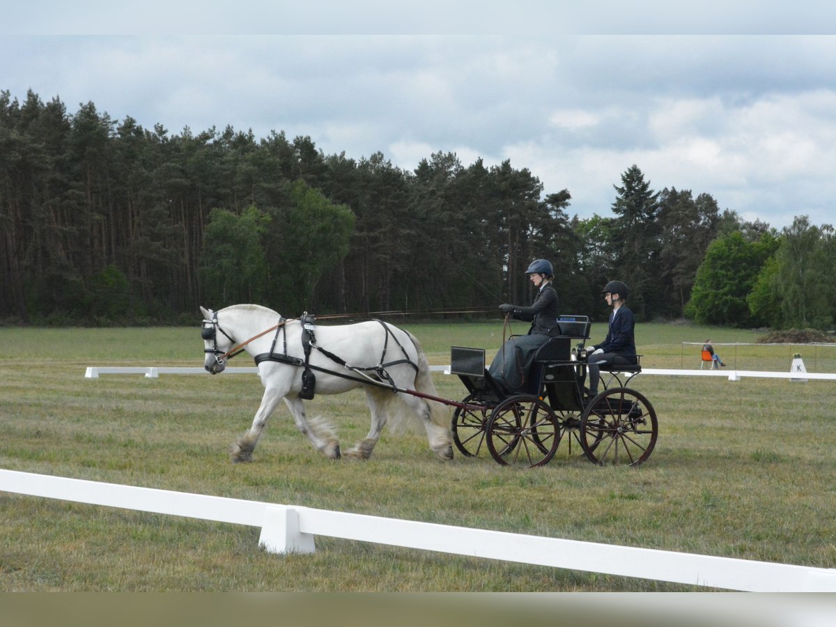 Connemara Mix Stute 13 Jahre 152 cm Fliegenschimmel in Bleckede