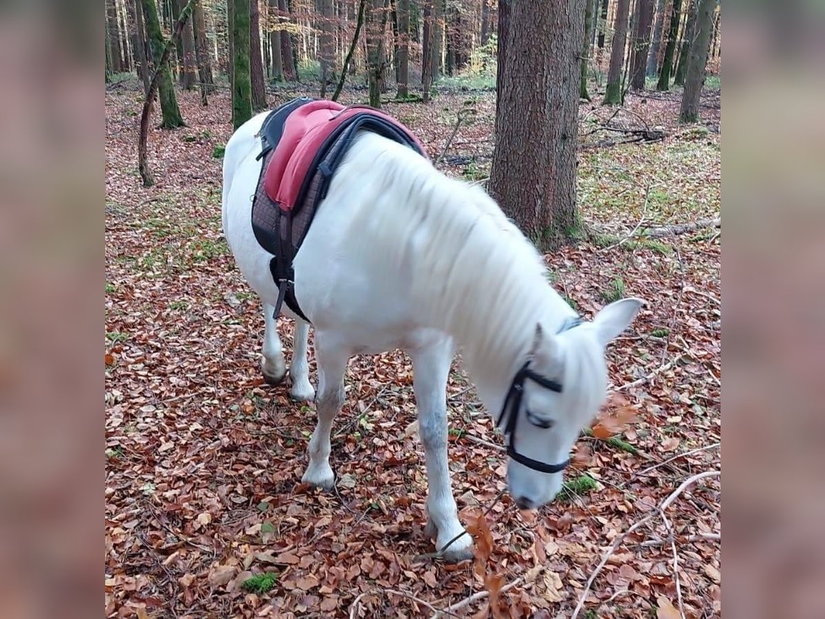 Connemara Stute 14 Jahre 148 cm Schimmel in &#xDC;hlingen-Birkendorf