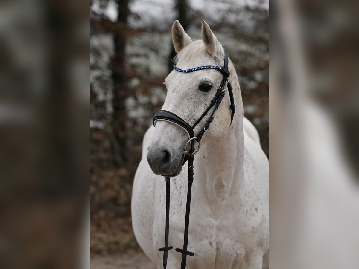 Connemara Stute 14 Jahre 155 cm Schimmel in Saarlouis