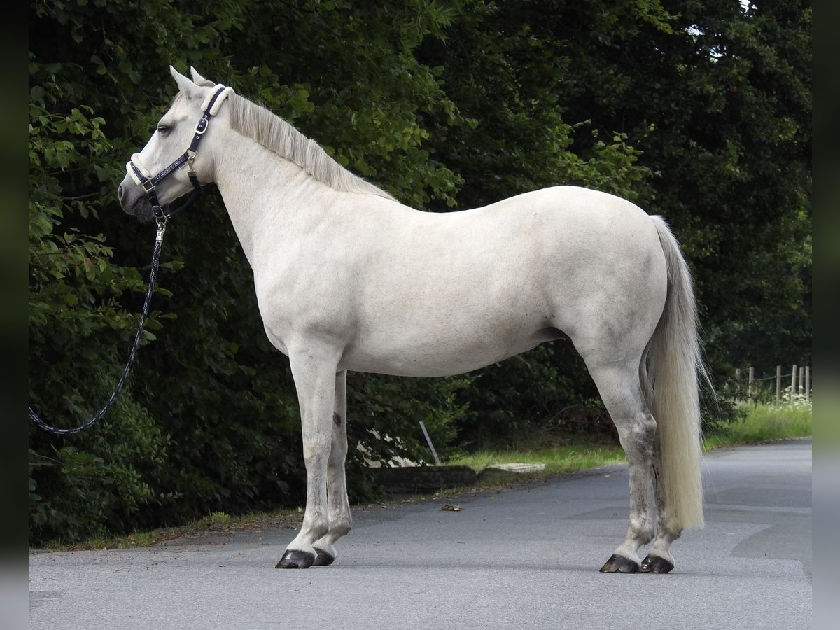 Connemara Stute 15 Jahre 146 cm Schimmel in Verl