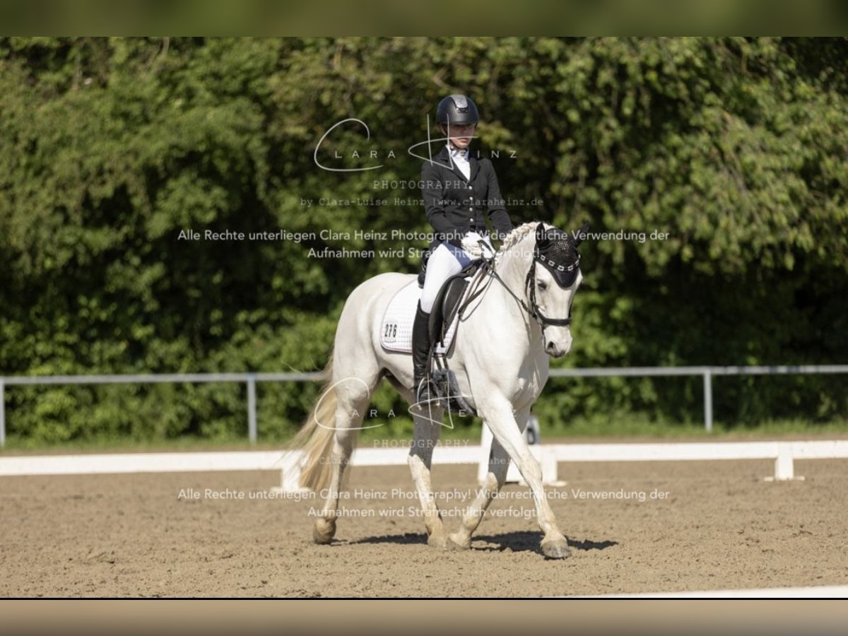 Connemara Stute 15 Jahre 148 cm Schimmel in Weiler bei Bingen