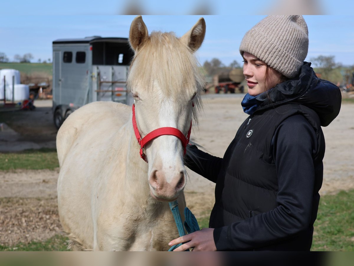 Connemara Mix Stute 1 Jahr 150 cm Cremello in Buchen (Odenwald)