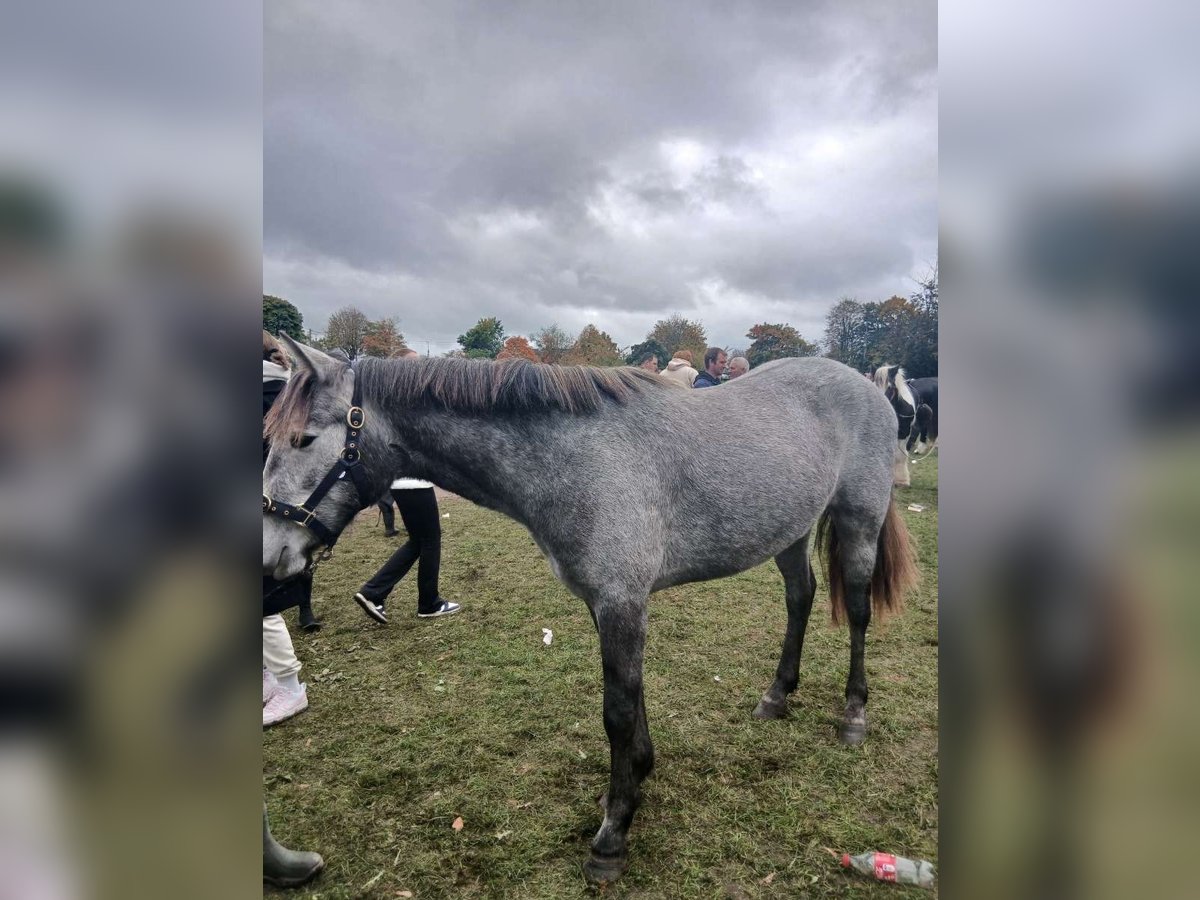 Connemara Mix Stute 2 Jahre 130 cm Blauschimmel in Dhronecken