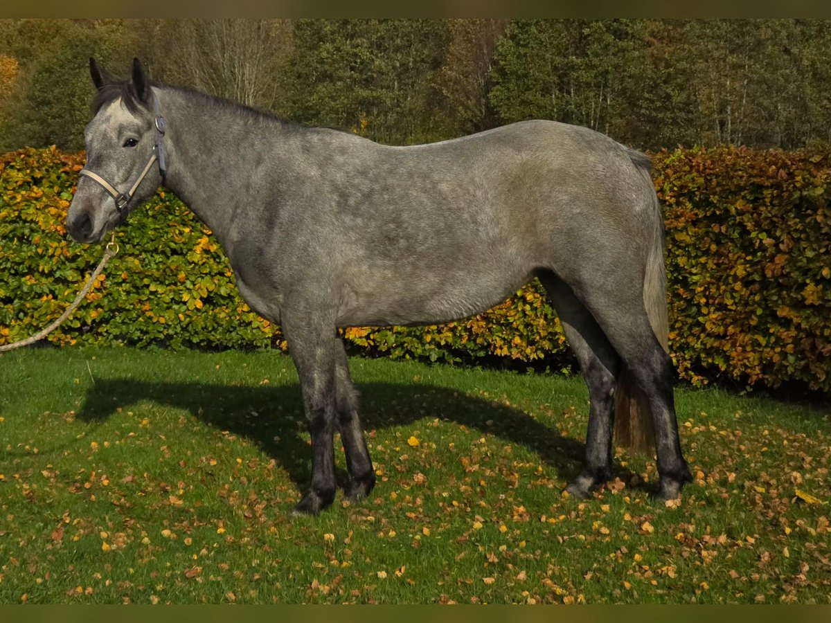 Connemara Stute 2 Jahre 148 cm Schimmel in Nienborstel