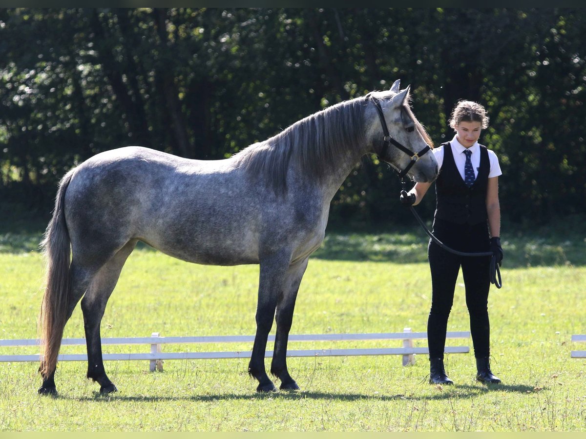 Connemara Stute 3 Jahre 142 cm Schimmel in Straskov