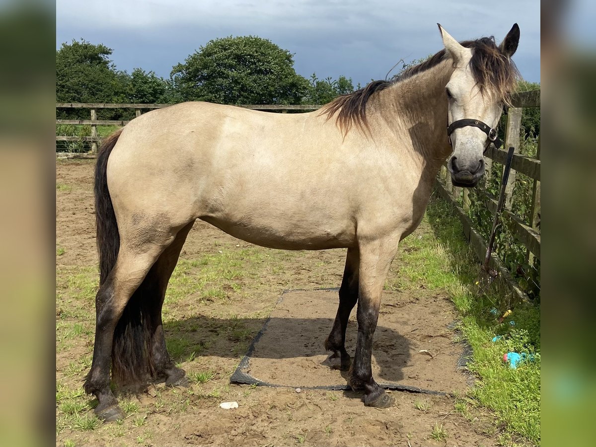 Connemara Stute 3 Jahre 143 cm Buckskin in Carlsile