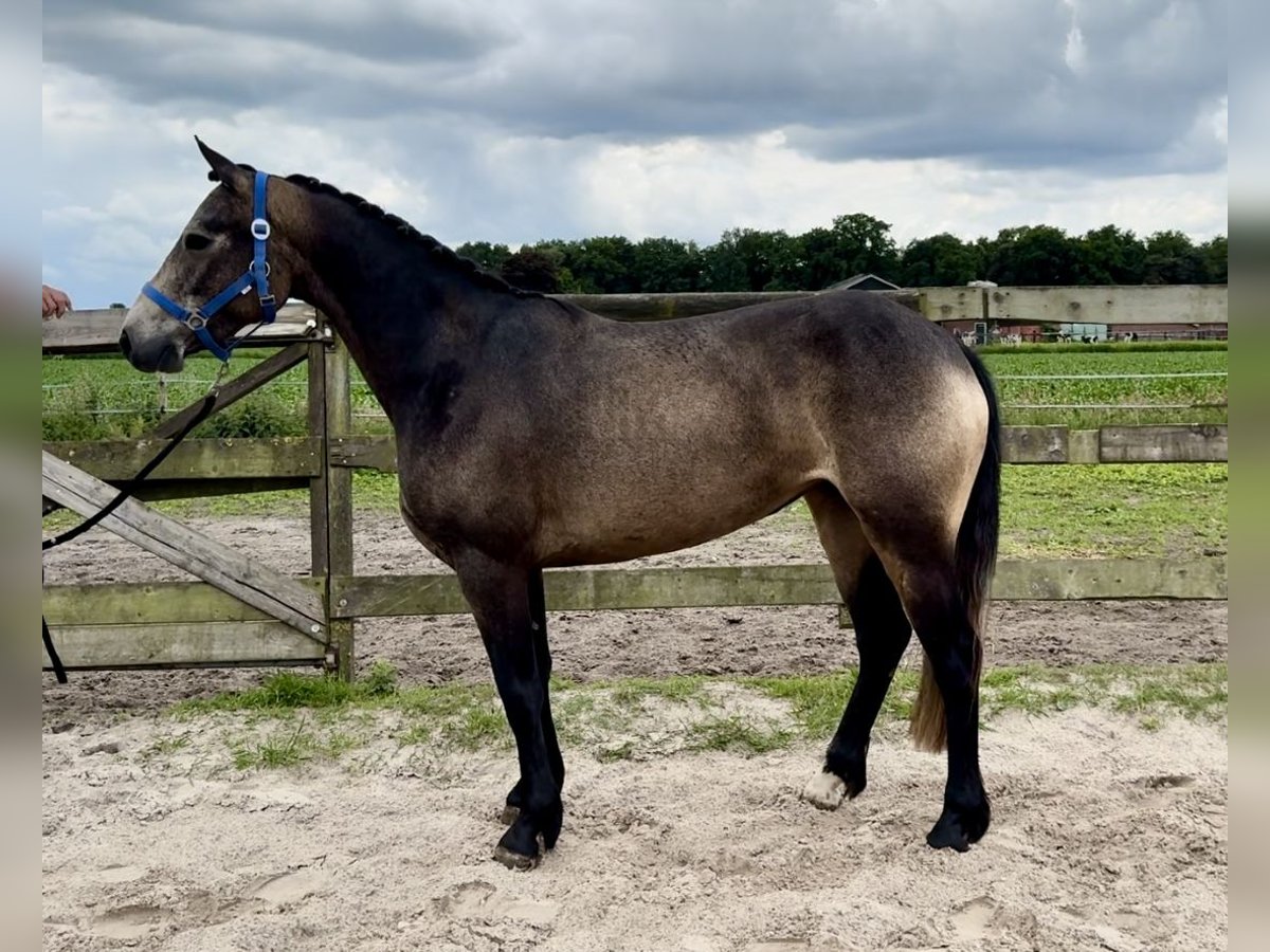 Connemara Stute 3 Jahre 146 cm in Barneveld