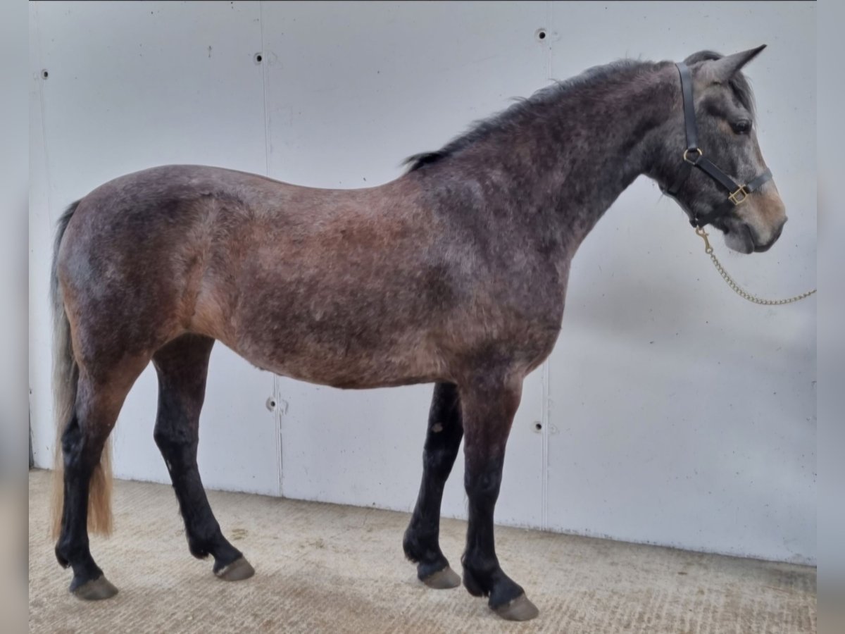 Connemara Stute 3 Jahre 146 cm Schimmel in Birr
