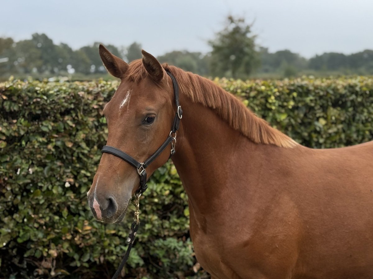 Connemara Mix Stute 3 Jahre 147 cm Dunkelfuchs in Zieuwent