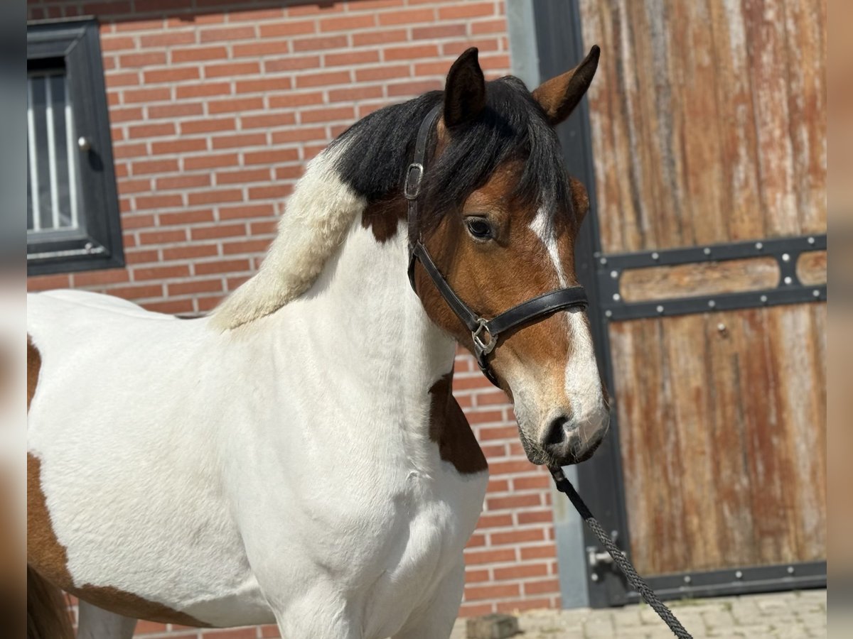 Connemara Mix Stute 3 Jahre 147 cm Schecke in Zieuwent