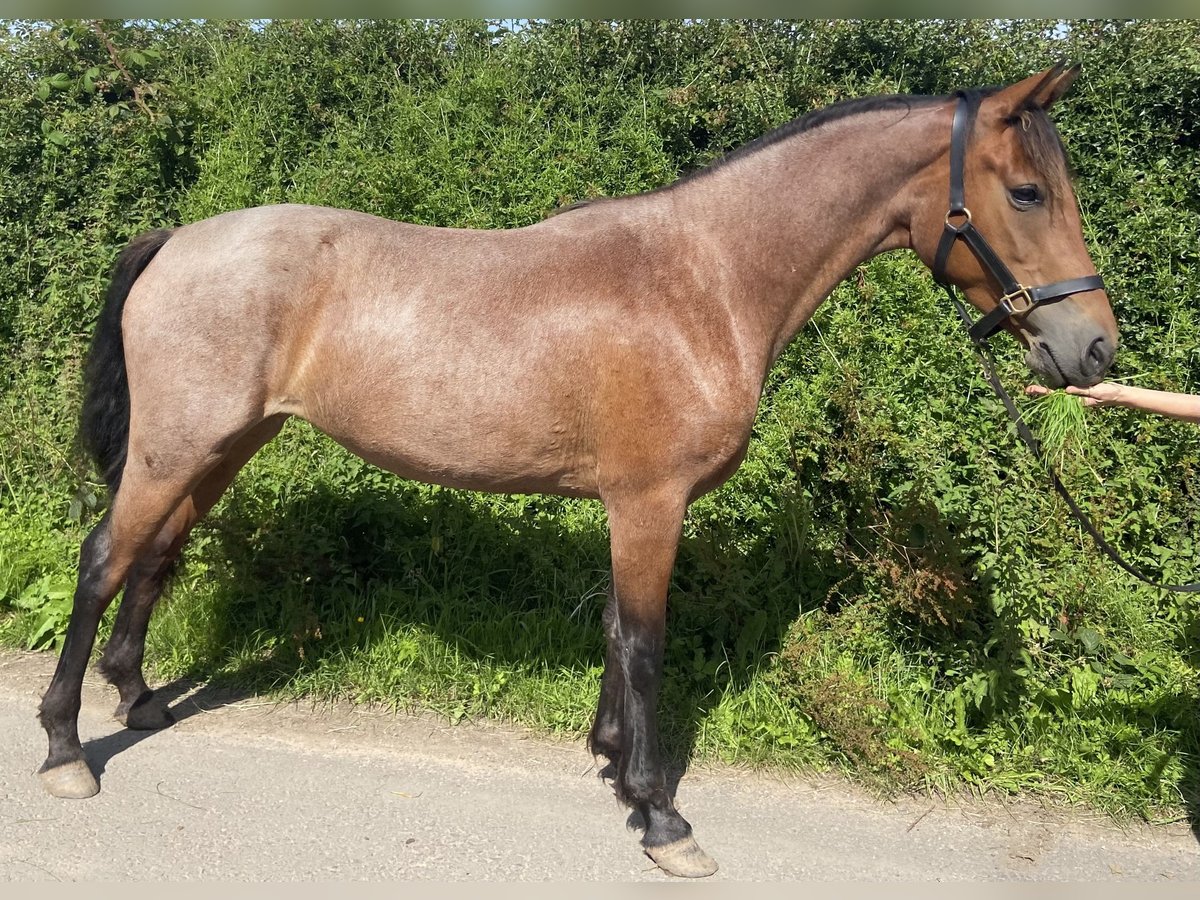 Connemara Stute 3 Jahre 149 cm Roan-Bay in Carlsile