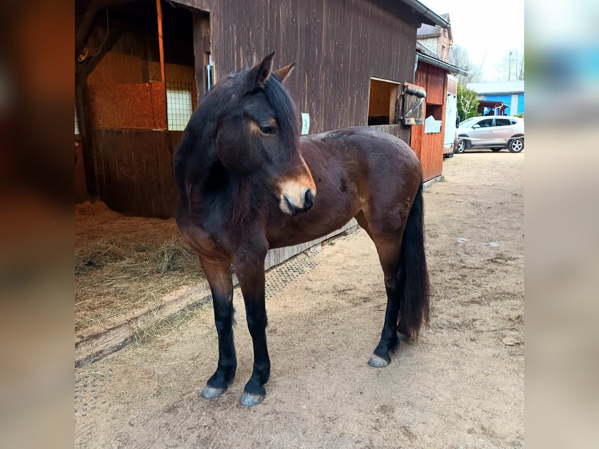 Connemara Stute 3 Jahre 151 cm Brauner in Doln&#xED; Dobrou&#x10D; Czech republic