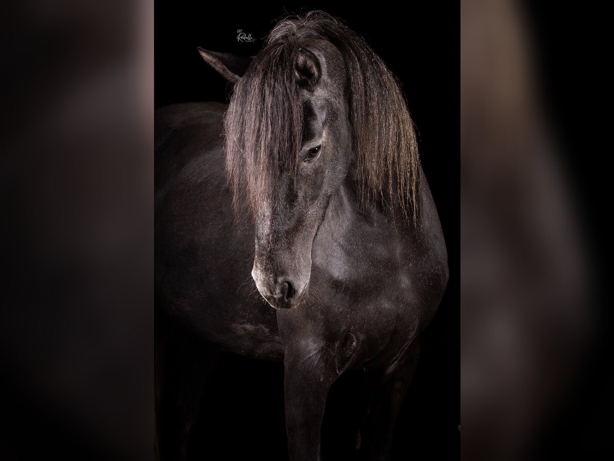 Connemara Mix Stute 3 Jahre 155 cm Schimmel in Zundert
