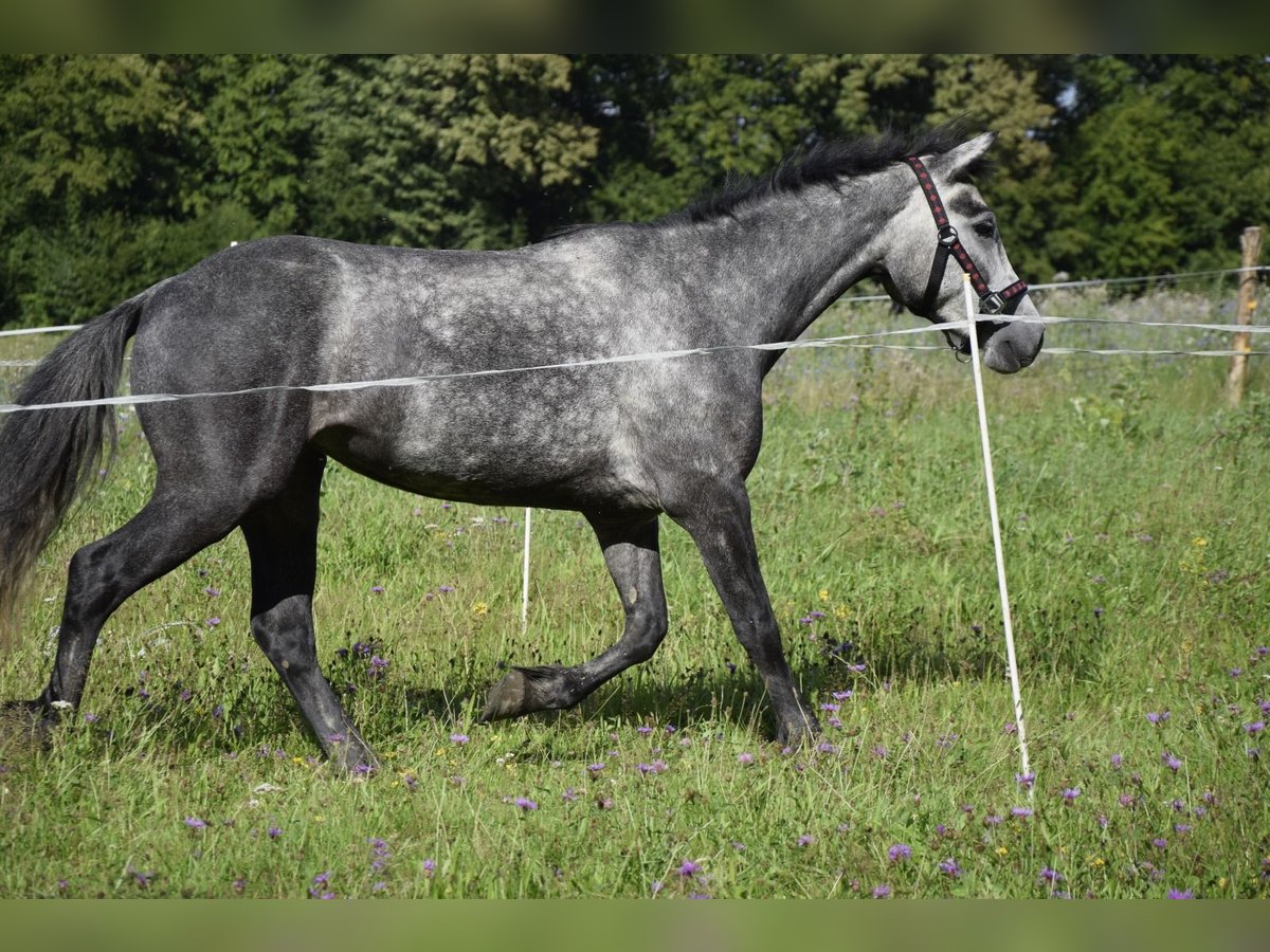 Connemara Stute 4 Jahre 135 cm Schimmel in Modrzewie