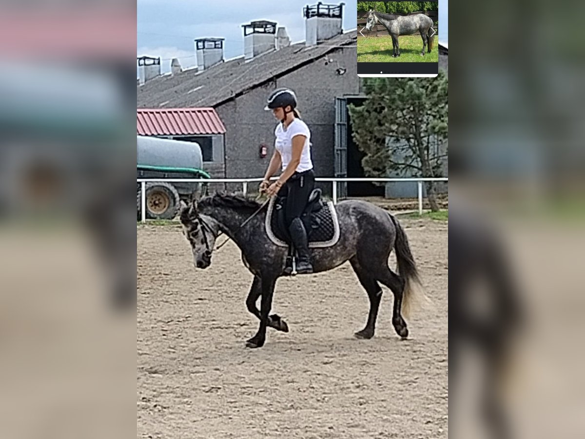 Connemara Stute 4 Jahre 135 cm Schimmel in Modrzewie