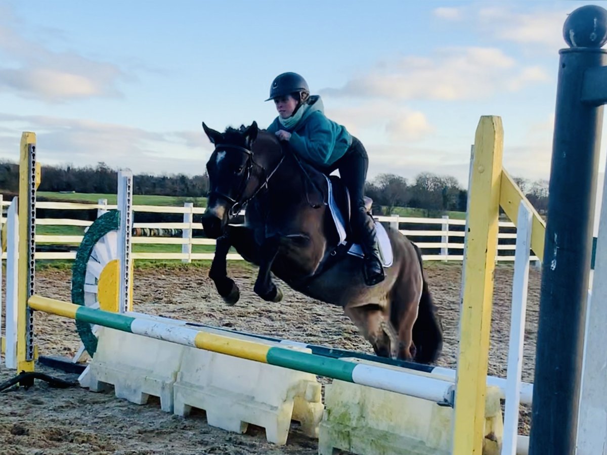 Connemara Stute 4 Jahre 142 cm Falbe in Mountrath