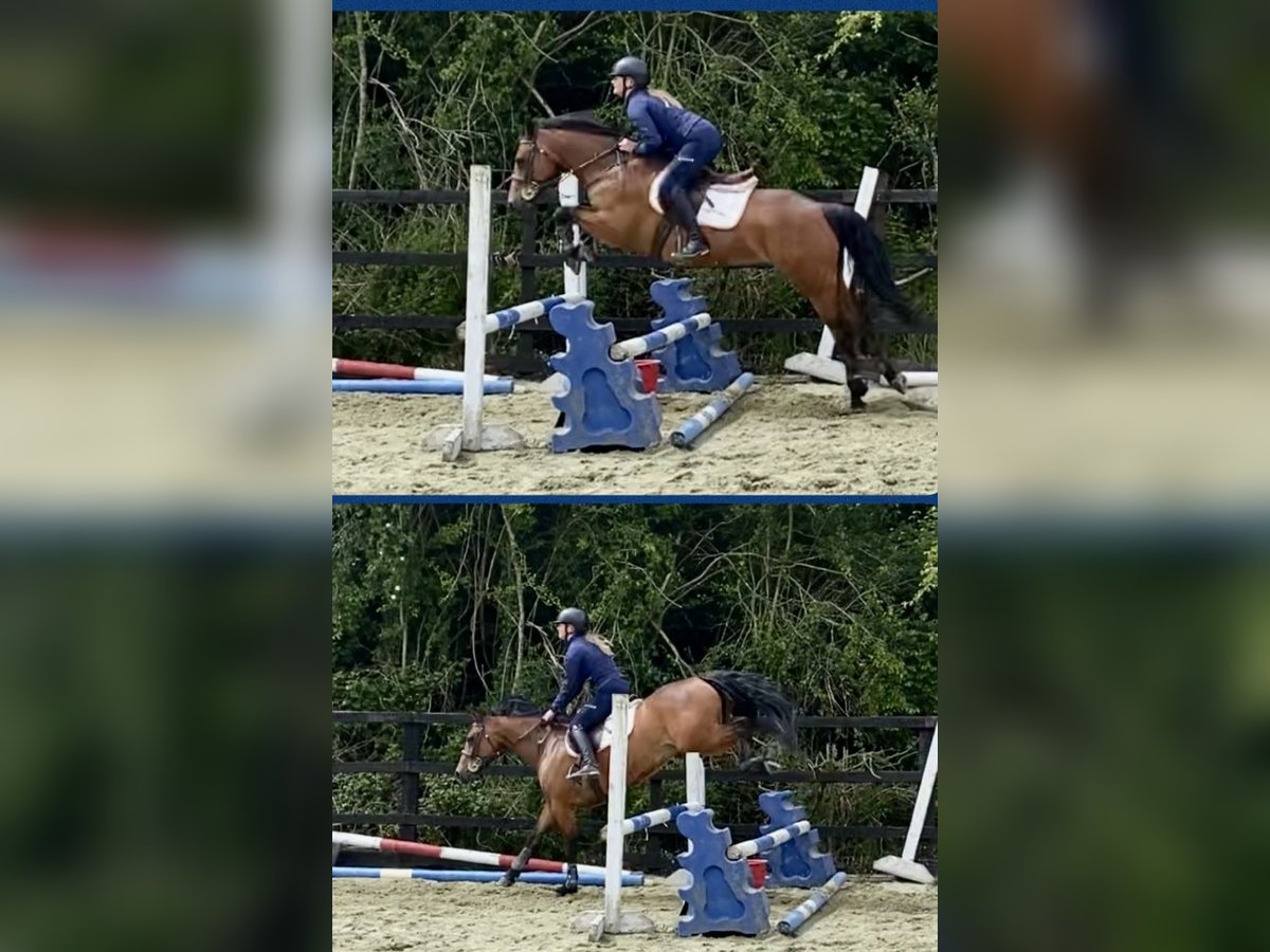Connemara Stute 4 Jahre 143 cm Rotbrauner in Westmeath