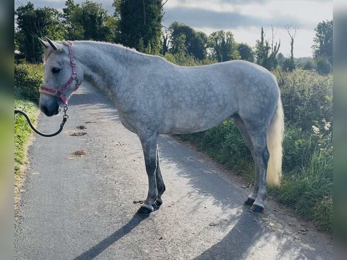 Connemara Stute 4 Jahre 145 cm Schimmel in Sligo