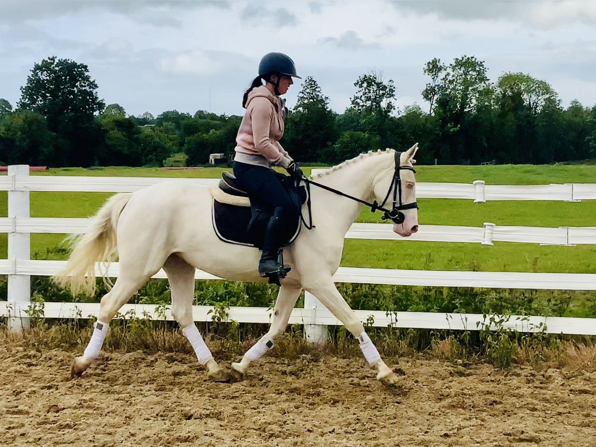 Connemara Stute 4 Jahre 148 cm Cremello in Mountrath