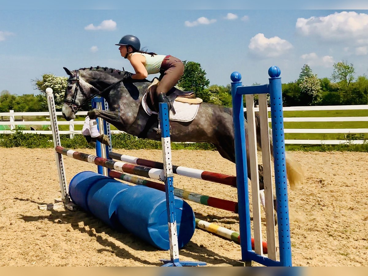 Connemara Stute 4 Jahre 148 cm Schimmel in Mountrath