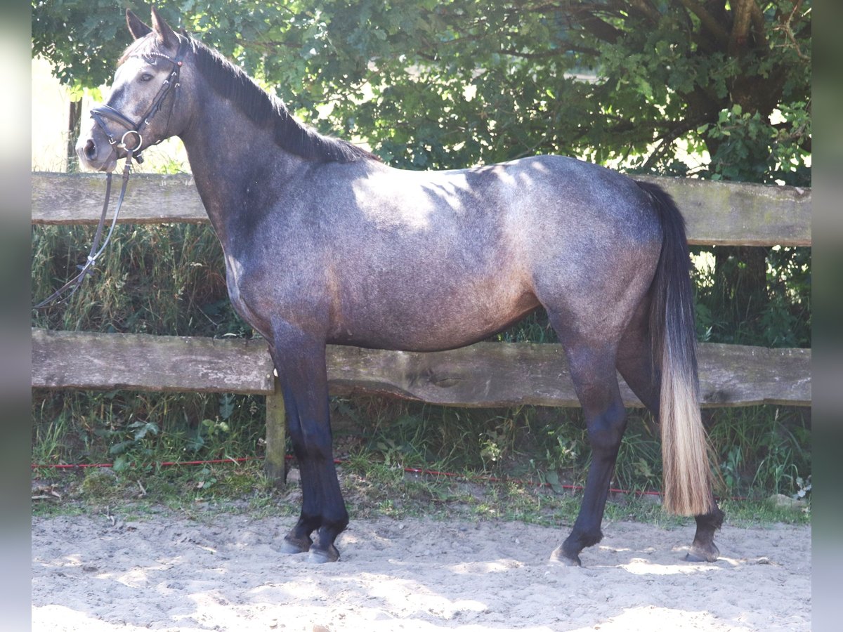 Connemara Stute 4 Jahre 150 cm Blauschimmel in uelsen