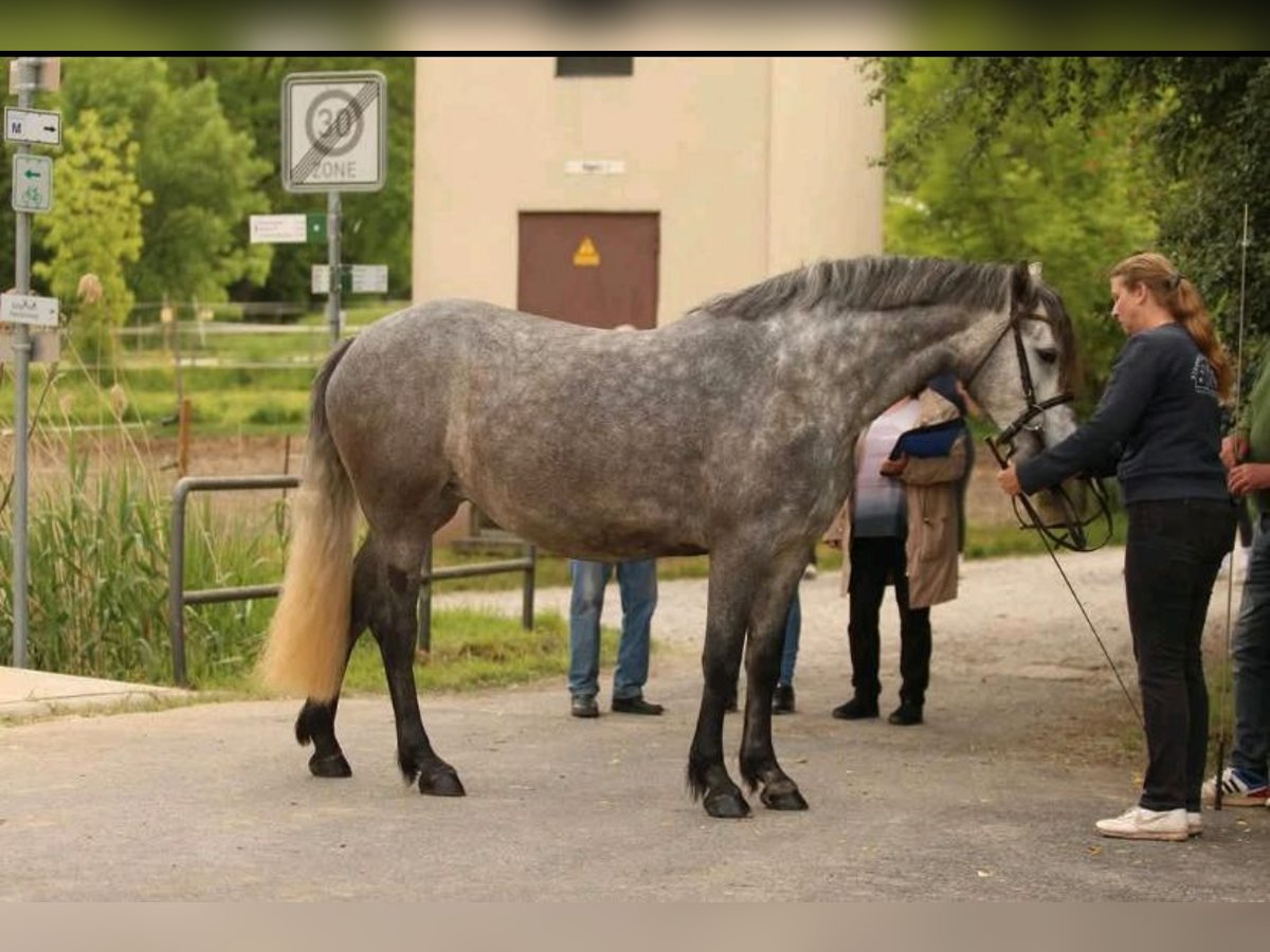 Connemara Stute 4 Jahre 150 cm Schimmel in Sulzheim