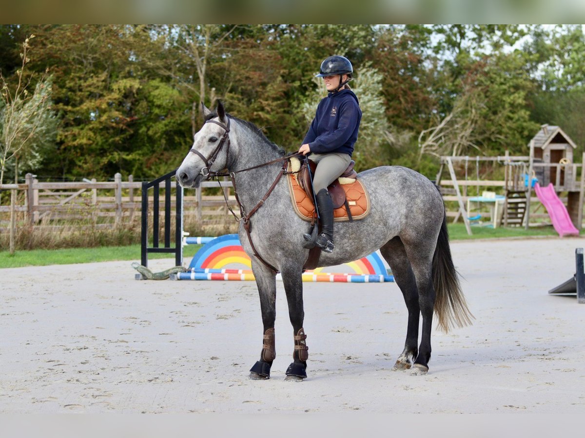 Connemara Stute 4 Jahre 156 cm Blauschimmel in Bogaarden
