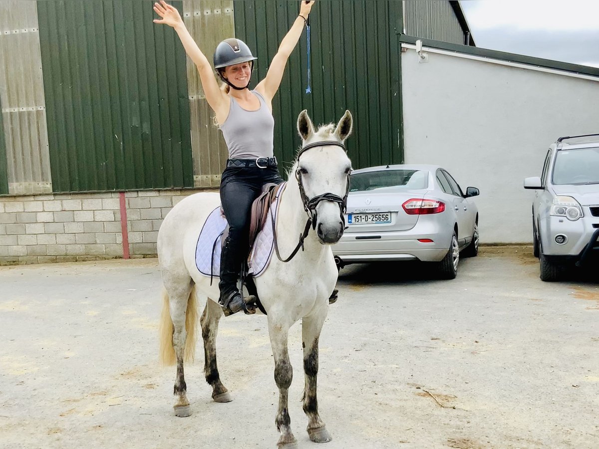 Connemara Stute 5 Jahre 138 cm Schimmel in Mountrath