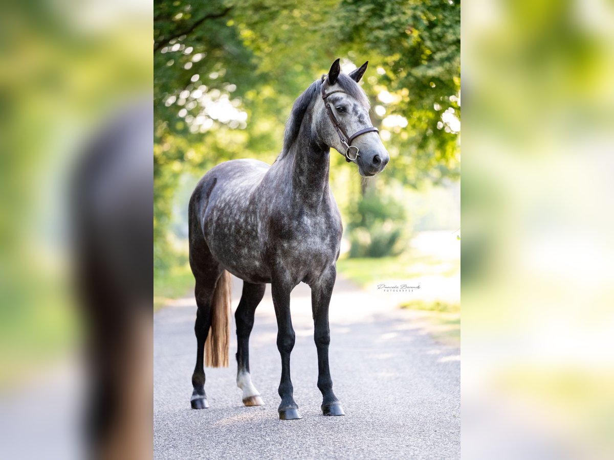 Connemara Stute 5 Jahre 147 cm Blauschimmel in Nijverdal