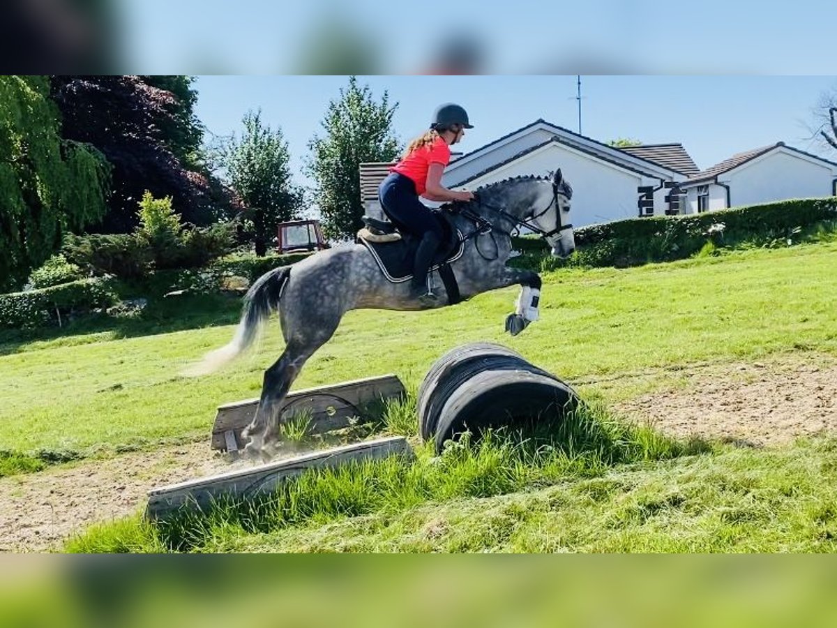 Connemara Stute 5 Jahre 148 cm Apfelschimmel in Sligo
