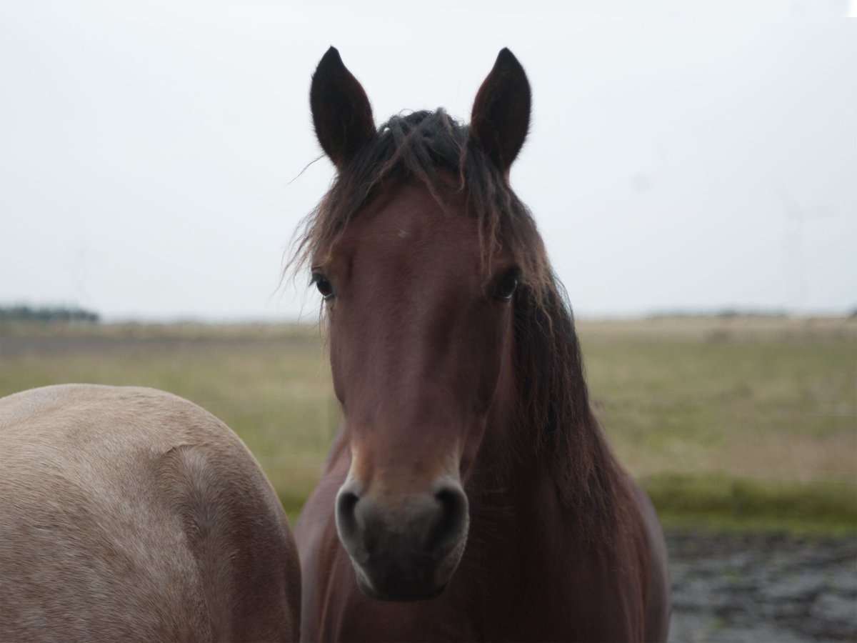 Connemara Stute 5 Jahre 152 cm Brauner in Hojer